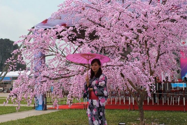 Lễ hội hoa Anh Đào Hạ Long 2016, ảnh từ Báo Quảng Ninh