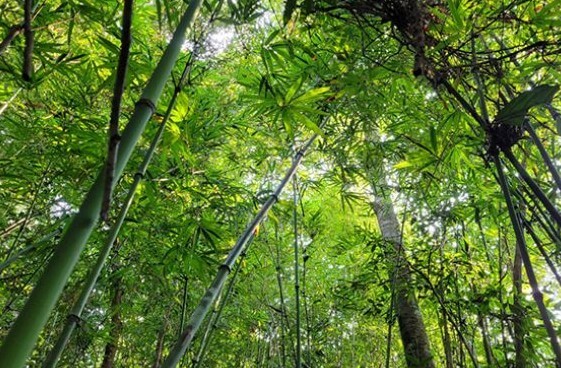 Bamboo Forest Area