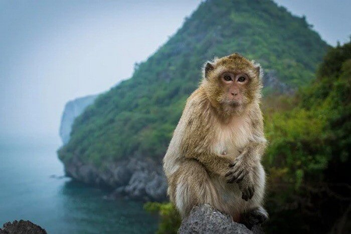 monkey island in halong bay