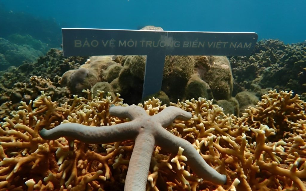 Conservation and threats of coral reefs in halong