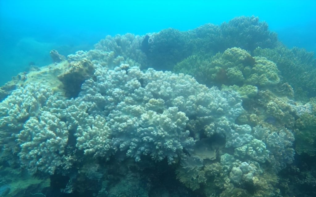 Types of coral reefs in Halong Bay