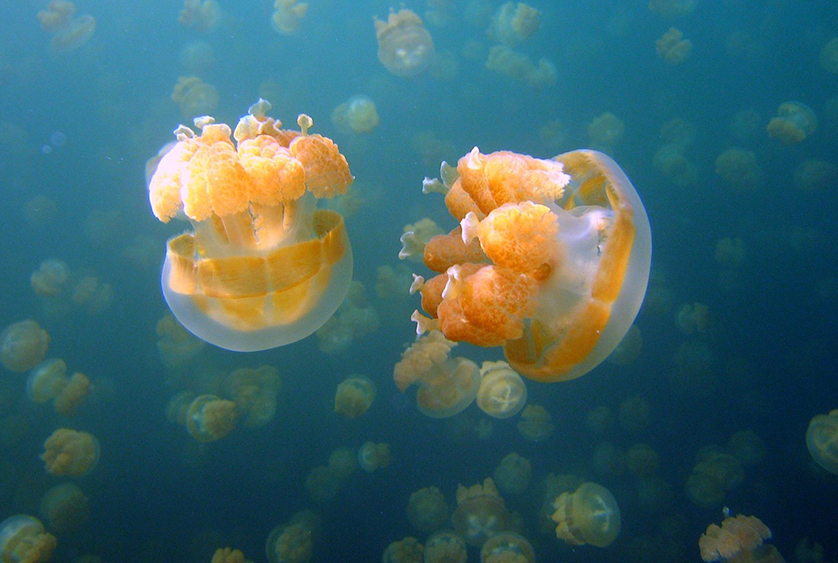 Jellyfish and Shark in Halong Bay?